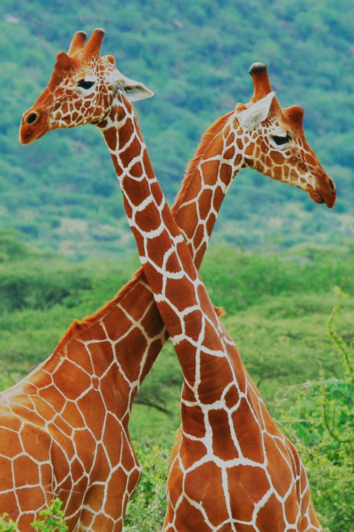 Les 2 langues Girafe